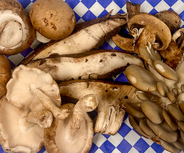 mushroom-variety-600x500